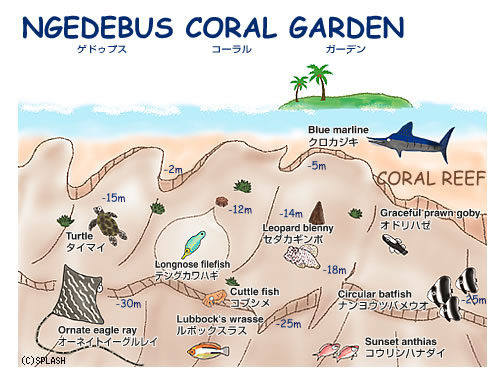 Ngedebus Coral Garden